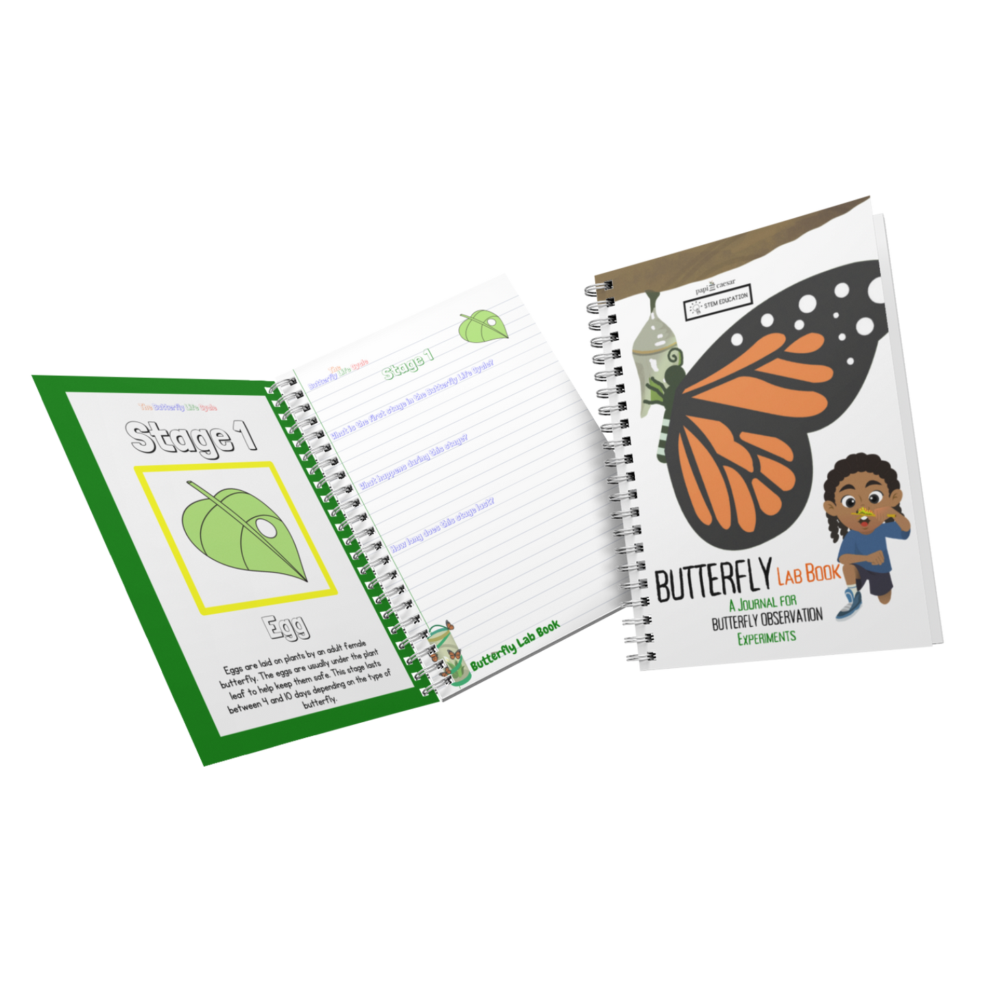 Butterfly Life Cycle Lab Book